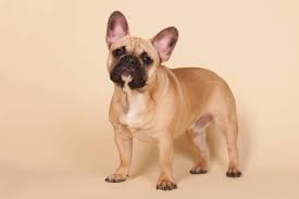However, cuteness isn't the only thing these dogs have going for. Fawn French Bulldog All You Need To Know Bubbly Pet
