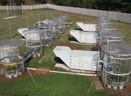 Image result for Styppeiochloa gynoglossa