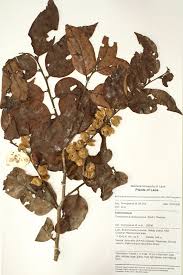 Image result for Chaetocarpus
