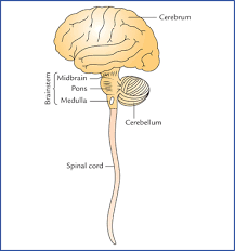 However, instead of using electrical impulses for signaling, it produces and uses chemical signals called hormones, which travel through. Central Nervous System An Overview Neupsy Key