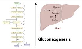 Gluconeogenesis: Location, Steps, Reactions, Significance
