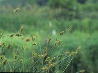 Image result for Bromus  kalmii