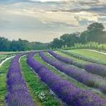 June 14: Lavender Festival Day 2 — Star Bright Farm