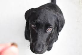 Maybe you would like to learn more about one of these? Labrador Breeders In Colorado Reviewed Breeder Review