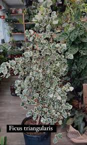Image result for Ficus triangularis