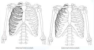 These muscles course from your vertebral column to your ribs and assist your diaphragm and intercostal muscles in moving the ribs during breathing. Intercostal Muscle Strain Rehab My Patient