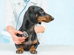 Fish Oil For Dogs Omega 3 For Dogs Dr Weil