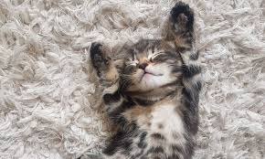 Maybe you would like to learn more about one of these? Kittyland