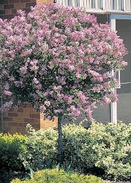 Abundant panicles of fragrant, lavender pink flowers in late spring and early summer and oval, dark green leaves. Another Dwarf Korean Lilac Tree Lilac Tree Korean Lilac Tree Dwarf Korean Lilac Tree