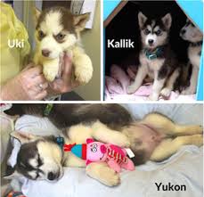 Maybe you would like to learn more about one of these? Surrendered Husky Puppies With Names Ready For Adoption Vancouver Sun