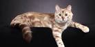 Long Haired Bengal (Cashmere): Information & Overview ...