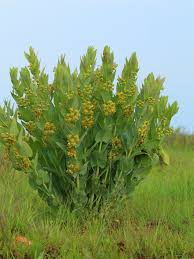 Image result for Gomphocarpus kaessneri