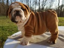 We are a reputable breeder located in mckinney, texas. English Bulldog Breeders Near Me Petfinder