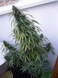 A review of the gorilla glue #4 cannabis strain. Guerilla Gold 3 Smoke A Lot Seeds Cannabis Strain Info