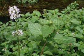 Image result for Mentha aquatica