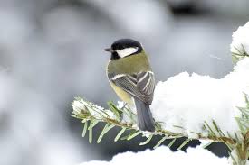 Image result for Kohlmeise vogelhouse