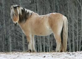 It is estimated that the original fjords migrated to norway and the scandinavian peninsula over 4,000 years ago and they were. Norwegian Fjord Horse