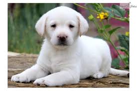 Sometimes, you may find a labrador for free in pennsylvania. Tessa Labrador Retriever Puppy For Sale Near Lancaster Pennsylvania 8144b8ec C9c1