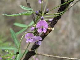 Order flowers online in australia via direct2florist. Twining Glycine Love Creeper Glycine Clandestina A Slender Climber It Flowers All Year Round Heath Plant Australian Native Plants Australian Native Garden