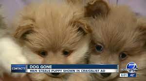 View denver jobs along with direct links to apply online. Craigslist Seller Has Puppy Stolen From Colorado Home