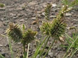 Image result for Eleusine africana