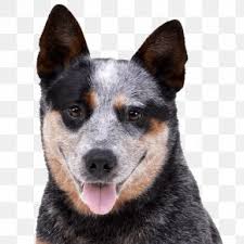 Recessed lighting installation necrosis pictures heeler. Bulldog Emoji Australian Cattle Dog Australian Stumpy Tail Cattle Dog Police Dog Png 512x512px Bulldog Australian Cattle Dog Australian Stumpy Tail Cattle Dog Carnivoran Cartoon Download Free