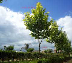أشجار بلاتان وغيوم plants fruit tree