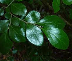 Image result for Dovyalis zeyheri