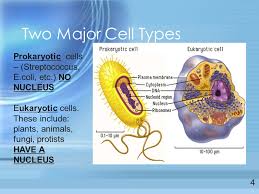 Maybe you would like to learn more about one of these? The Basic Unit Of All Living Things Ppt Download