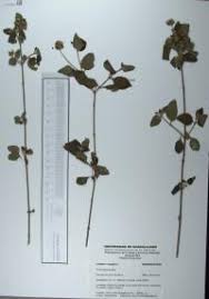 Image result for Lantana tiliifolia