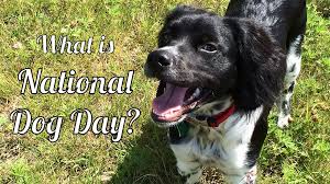 plural noun the period between early july and early september when the hot sultry weather of summer usually occurs in the northern hemisphere. It S National Dog Day What S The Deal With All The Dog Days Dogtails