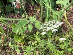 Image result for Pimpinella