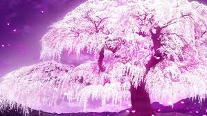 Below are 10 best and most recent anime cherry blossom wallpaper for desktop computer with full hd 1080p (1920 × 1080). Anime Cherry Blossom Wallpaper Px Anime Cherry Blossom Backgrounds 969x546 Wallpaper Teahub Io