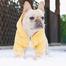 We are sure that these top 10 that's why they require the help of different cooling items during summer or wearing warm clothes during colder months. Pin On Cute And Lovely Collections Of Yellow Colored Dog Clothing