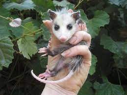 Pin By Bonnie Barca On Bz Baby Opossum Baby Possum Opossum