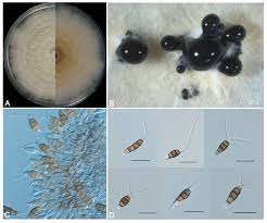 Image result for Tinnea apiculata