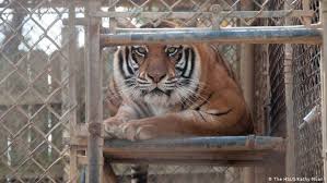 There are also many species that we have the ability to get in but do not keep in store such as hoof stock, etc. Keeping Large Exotic Pets Hobby Or Abuse Upstream News