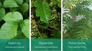There is so much debate about exactly what a poison ivy plant looks like here in the city, but we have it everywhere and i'm allergic. Know Your Poison Ivy Oak And Sumac Integris
