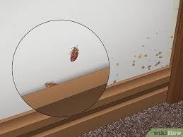 Image result for bed bugs droppings