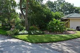 Maybe you would like to learn more about one of these? Asiatic Jasmine Minima 60 Live Plants Asian Ground Cover Fully Rooted With Soil Trachelospermum Asiaticum Pricepulse