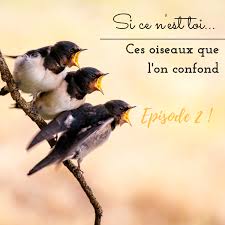 Epingle Sur Le Bird Blog D Uhdp