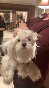 Just in time for the fall season, hyatt regency chesapeake bay golf resort, spa and marina is providing local residents with the delmarvalous. Dog Found Inside Taped Box Near Dump In Chesapeake Wavy Com