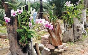 Ada 20 gudang lagu cara tanam orkid cattleya elak dari akar busukbt terbaru, klik salah satu untuk. Rezeki Anggerik Tunggul Harian Metro