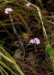 Image result for Buchnera chimanimaniensis