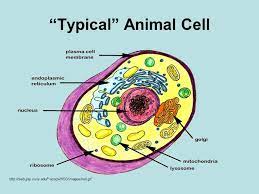 A cell uses various materials and produces many products for the survival just like a factory. Do Now Cell Factory Analogy Ppt Video Online Download