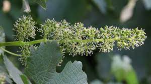 Maybe you would like to learn more about one of these? 2011 Grape Growing Season Grapevine Flowering And Grape Harvest Predictions Youtube