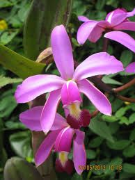 Orquideas La Mata Vino Desde El Estado Amazonas Cattleya Orchids Plants