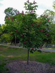 Red horse chestnut tree for sale near me. Tree Of The Month Red Horse Chestnut Aesculus X Carnea Briotii Earth Friendly Gardening