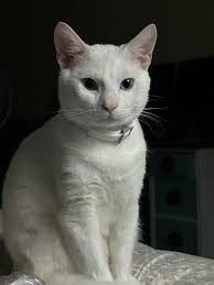 Lost and Found pets in Summerville