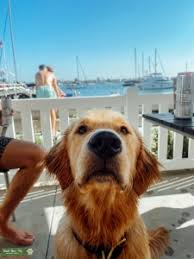 Feathering on the ears, chest, front, backs of forelegs. Stud Dog Champion Bloodline Short Haired Golden Retriever Breed Your Dog